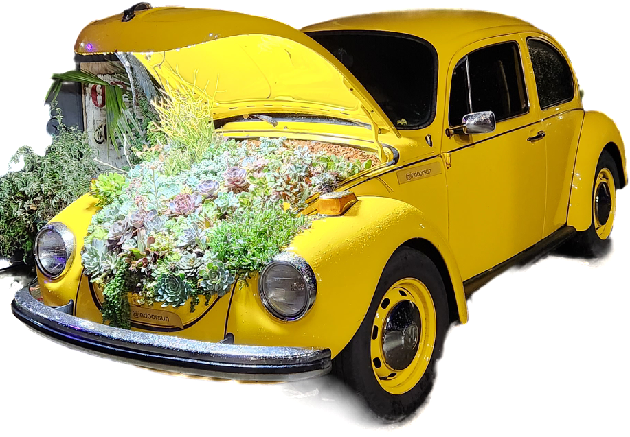 Volkswagen Beetle With Flowers in Front Trunk